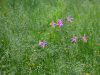 Blomstereng