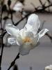 Magnolia
