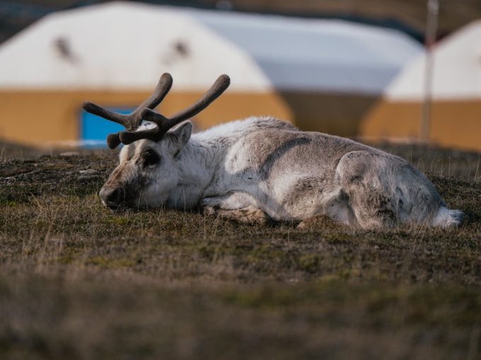 Apropos reinsdyr i gata. Foto: Ola Vatn, Det kongelige hoff