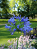 Agapanthus