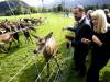 Sogn og Fjordane: Svanøy 