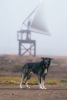 Besøk til Svalbard 2025: Bjørnøya