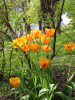 Tulipaner