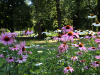 Dronningparken: Solhatt
